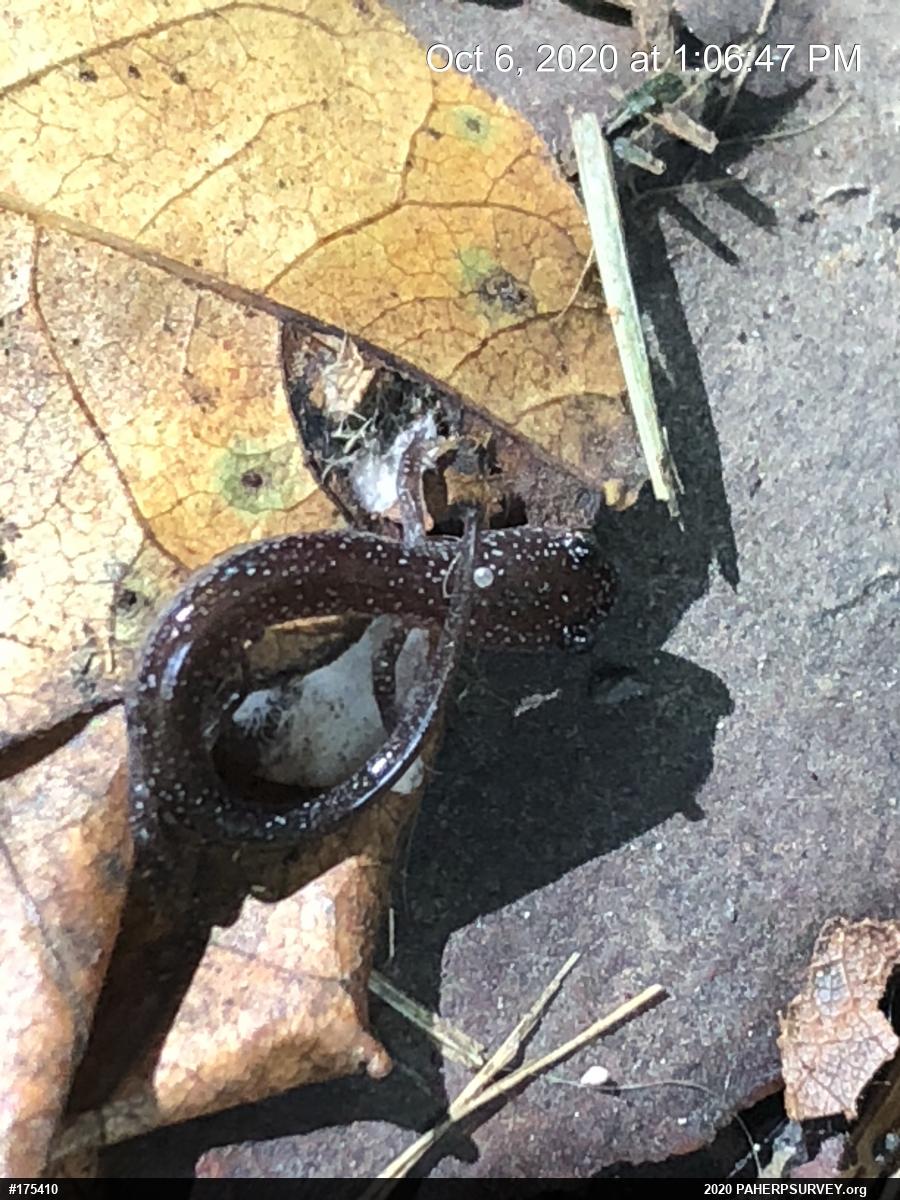 Eastern Red-backed  Salamander