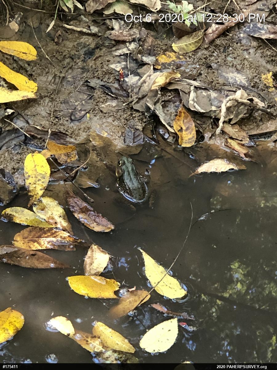 Green Frog