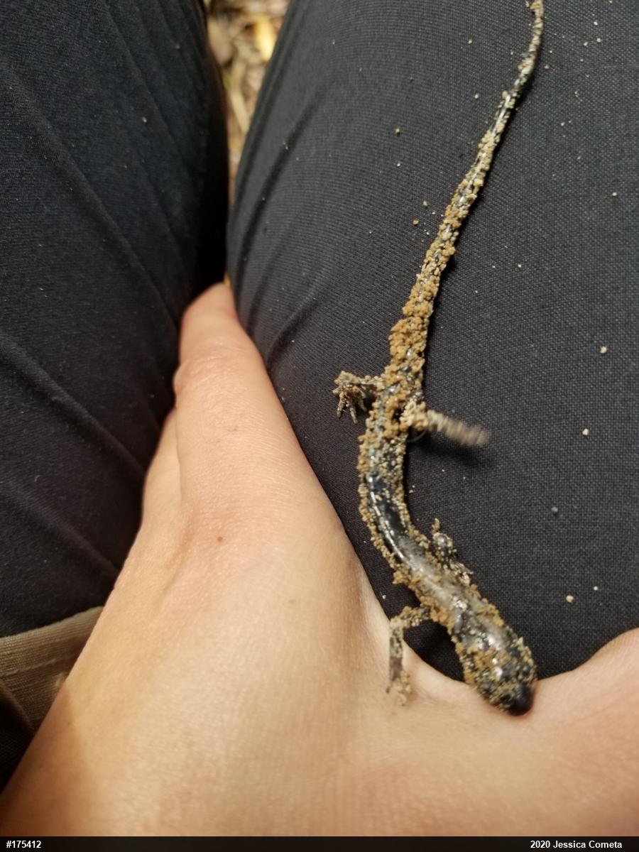 Woodland Salamanders