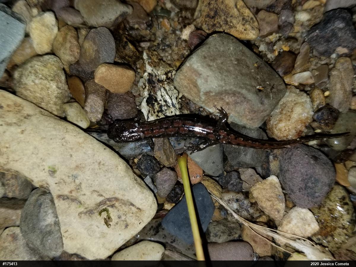 Northern Dusky Salamander