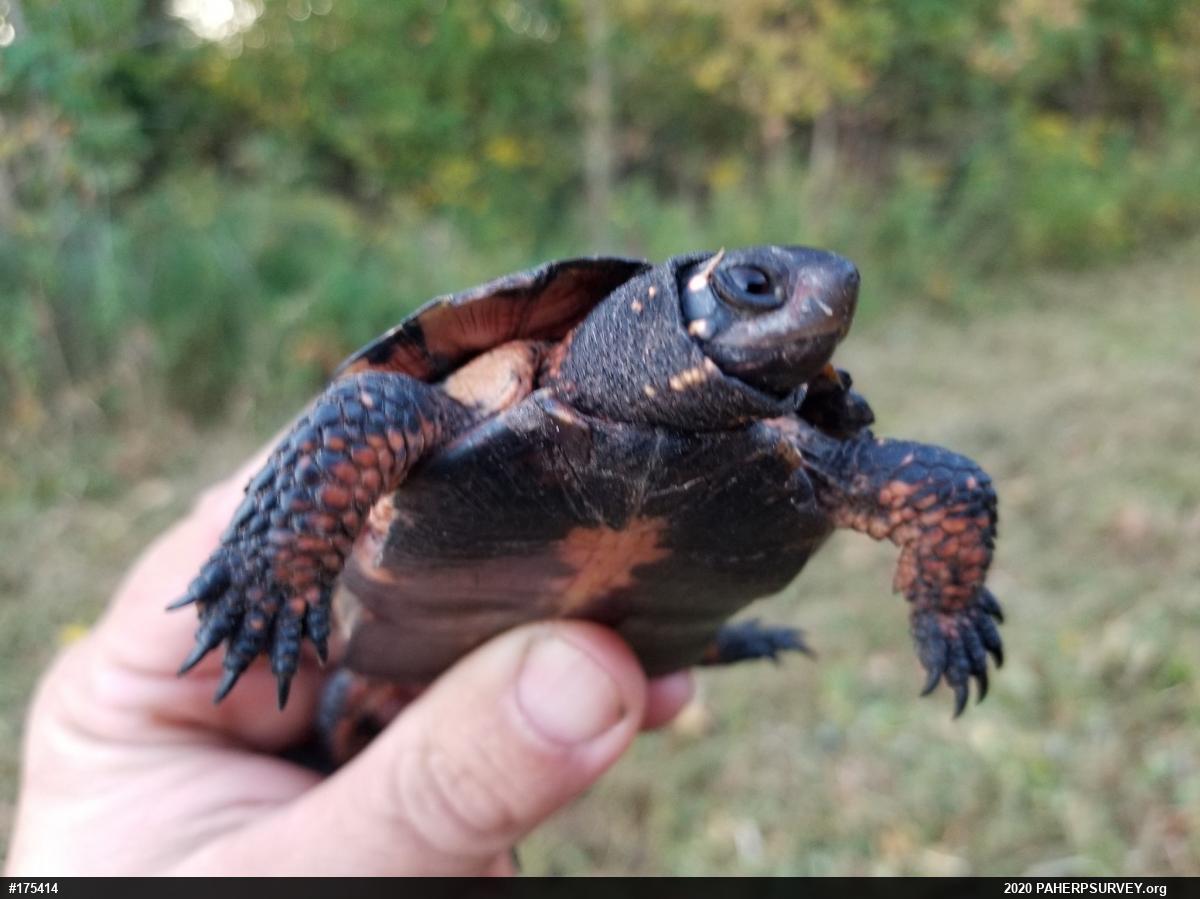 Spotted Turtle