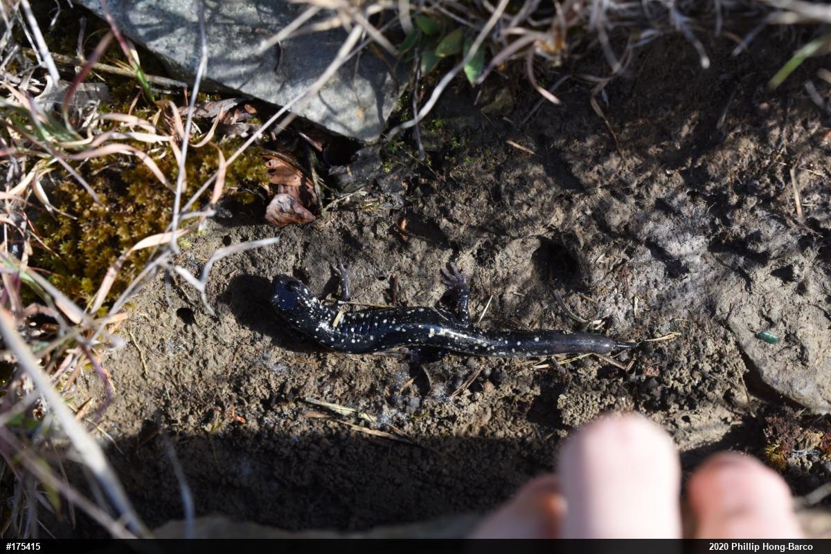 Northern Slimy Salamander