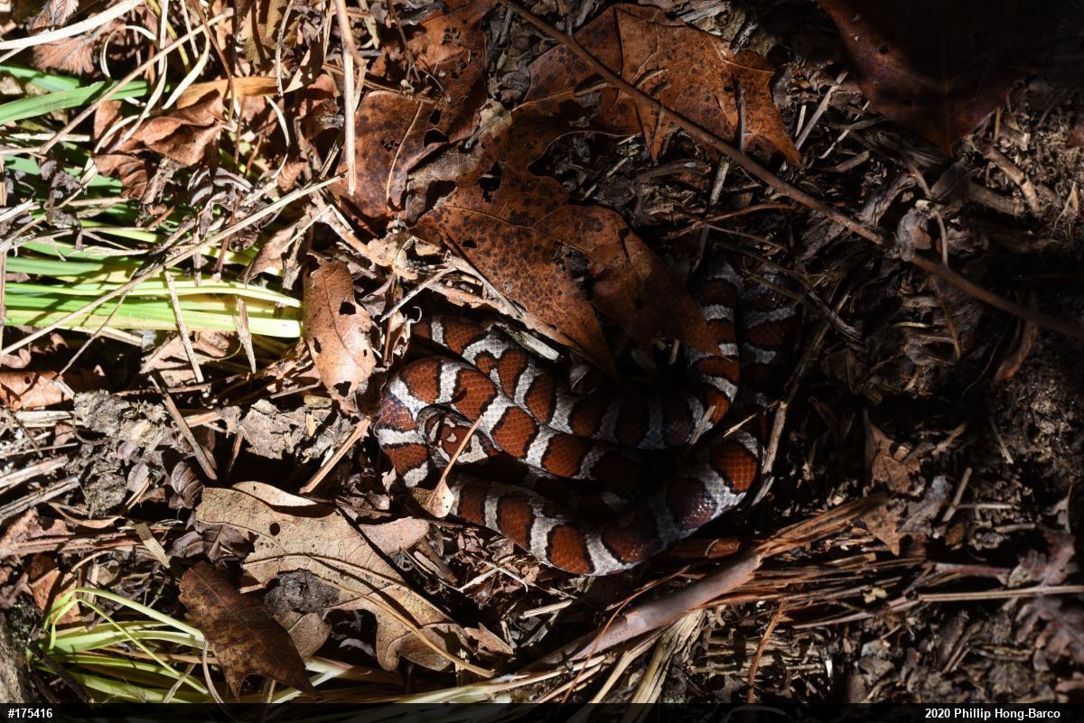 Eastern Milksnake