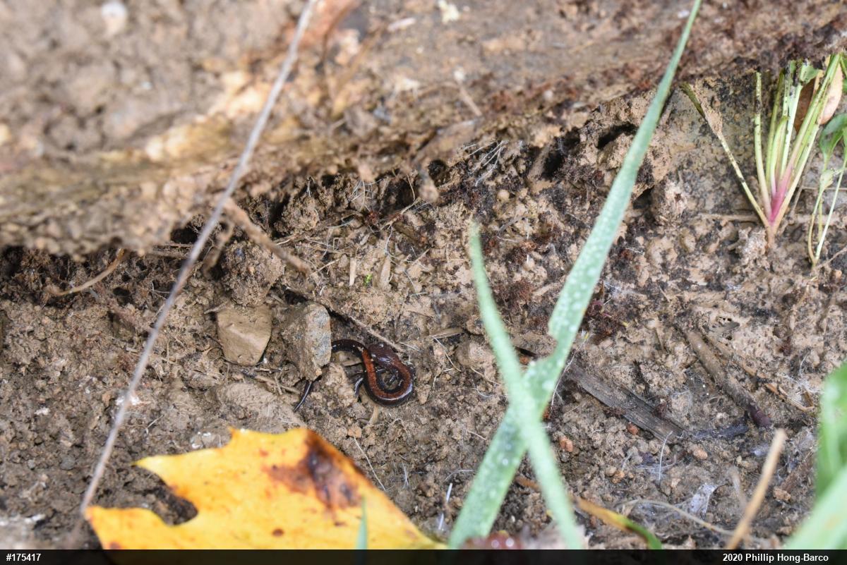Eastern Red-backed  Salamander