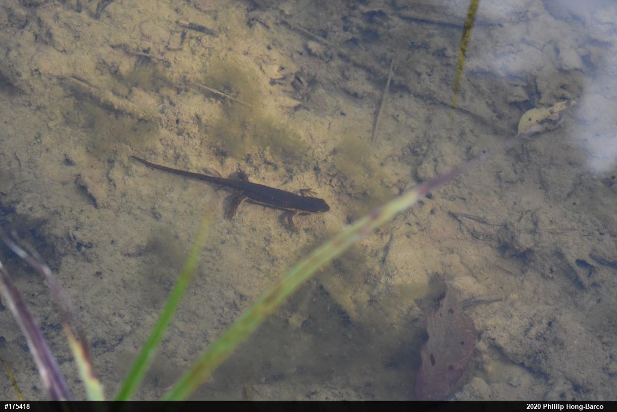 Red-spotted Newt