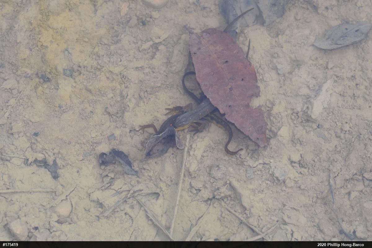 Red-spotted Newt