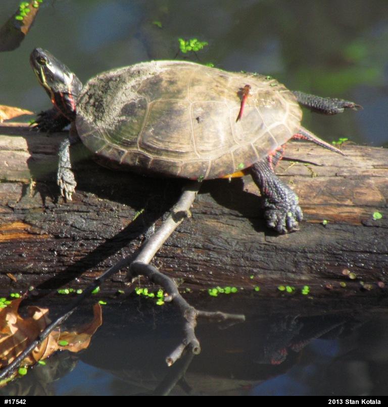 Eastern Painted Turtle