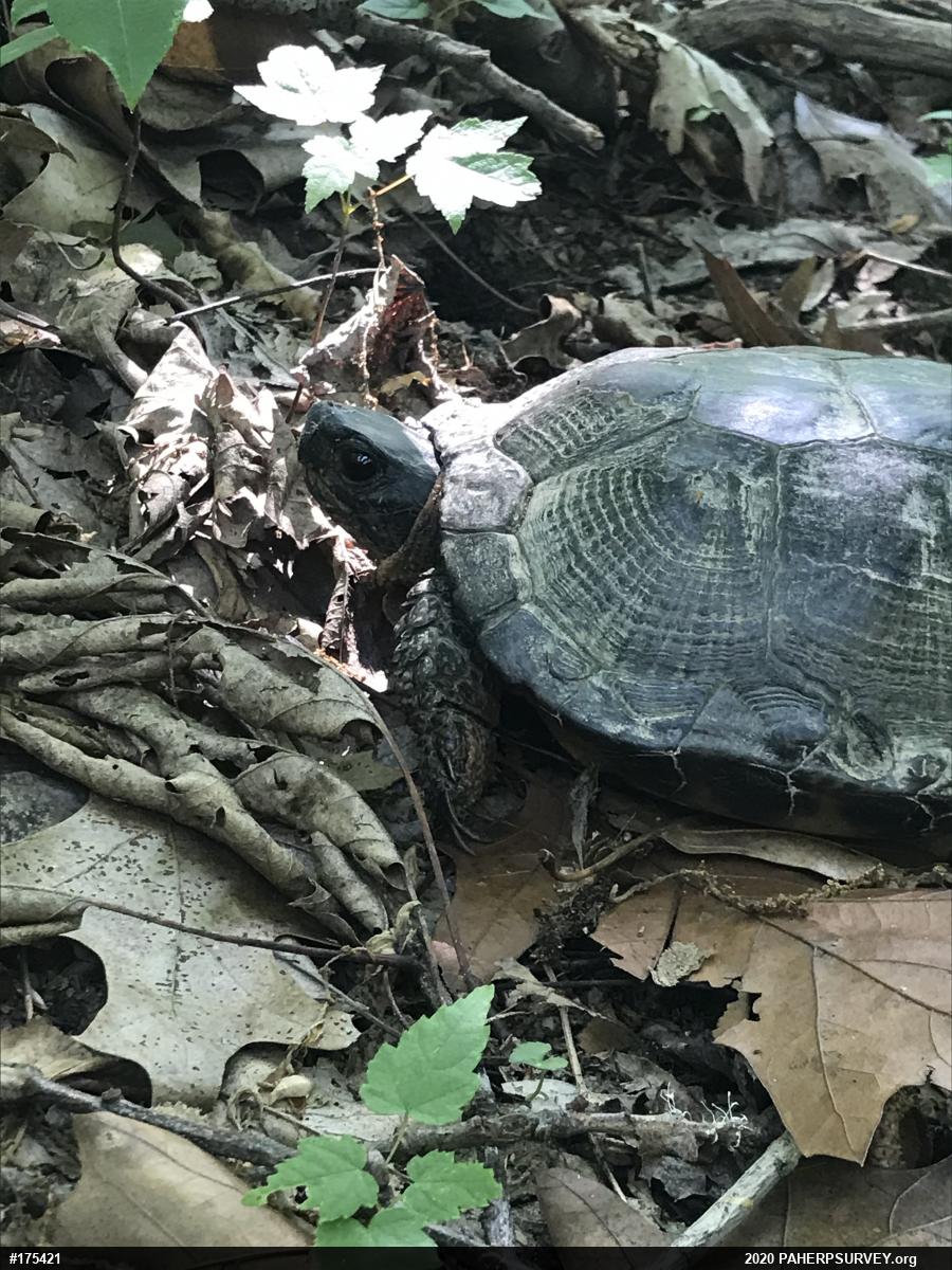 Wood Turtle