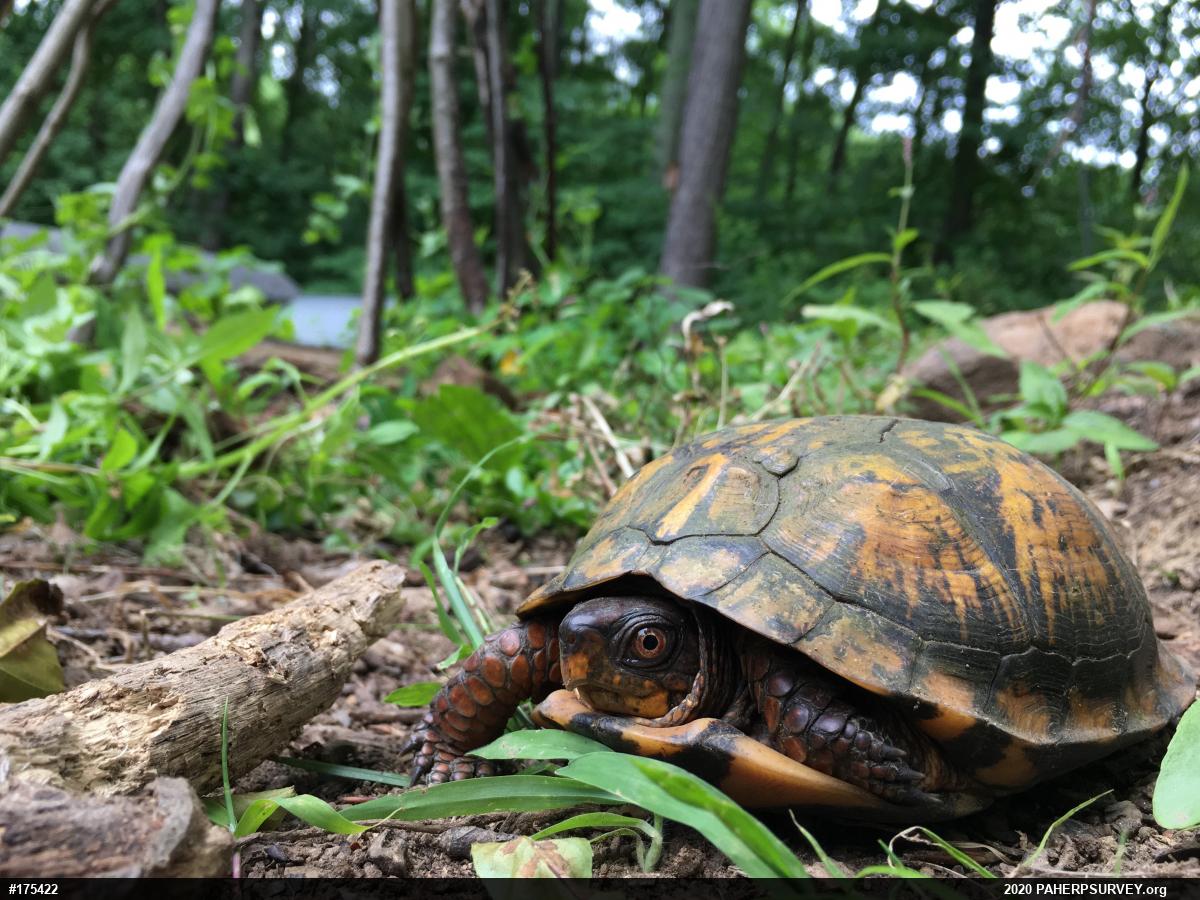 Eastern Box Turtle