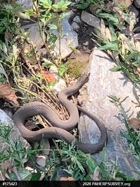 Northern Watersnake