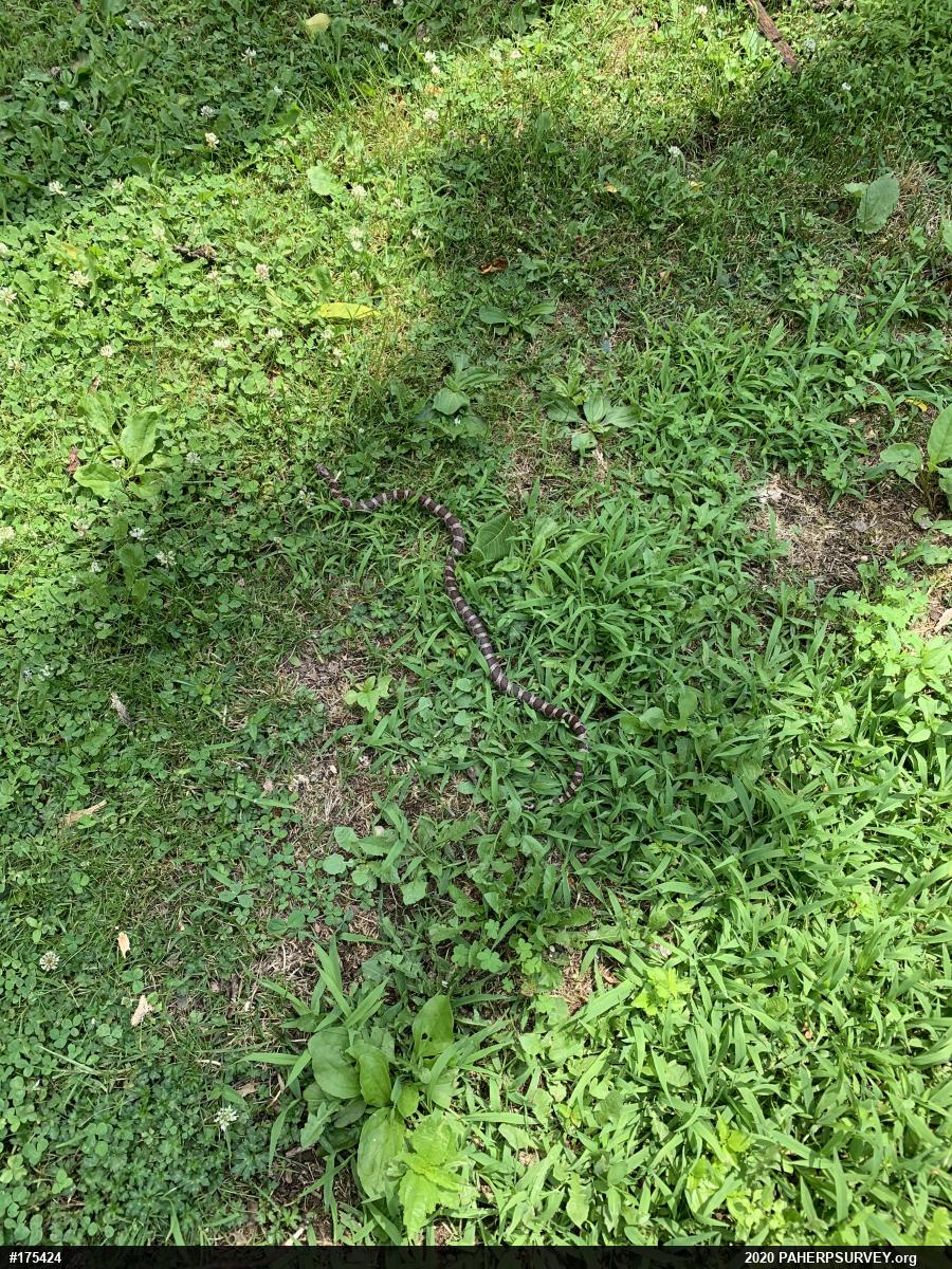 Eastern Milksnake