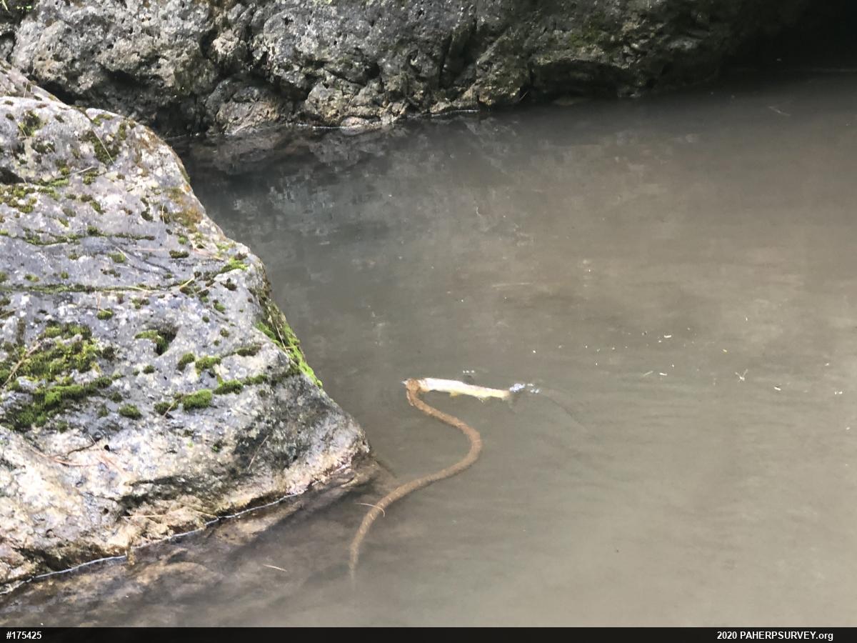 Northern Watersnake