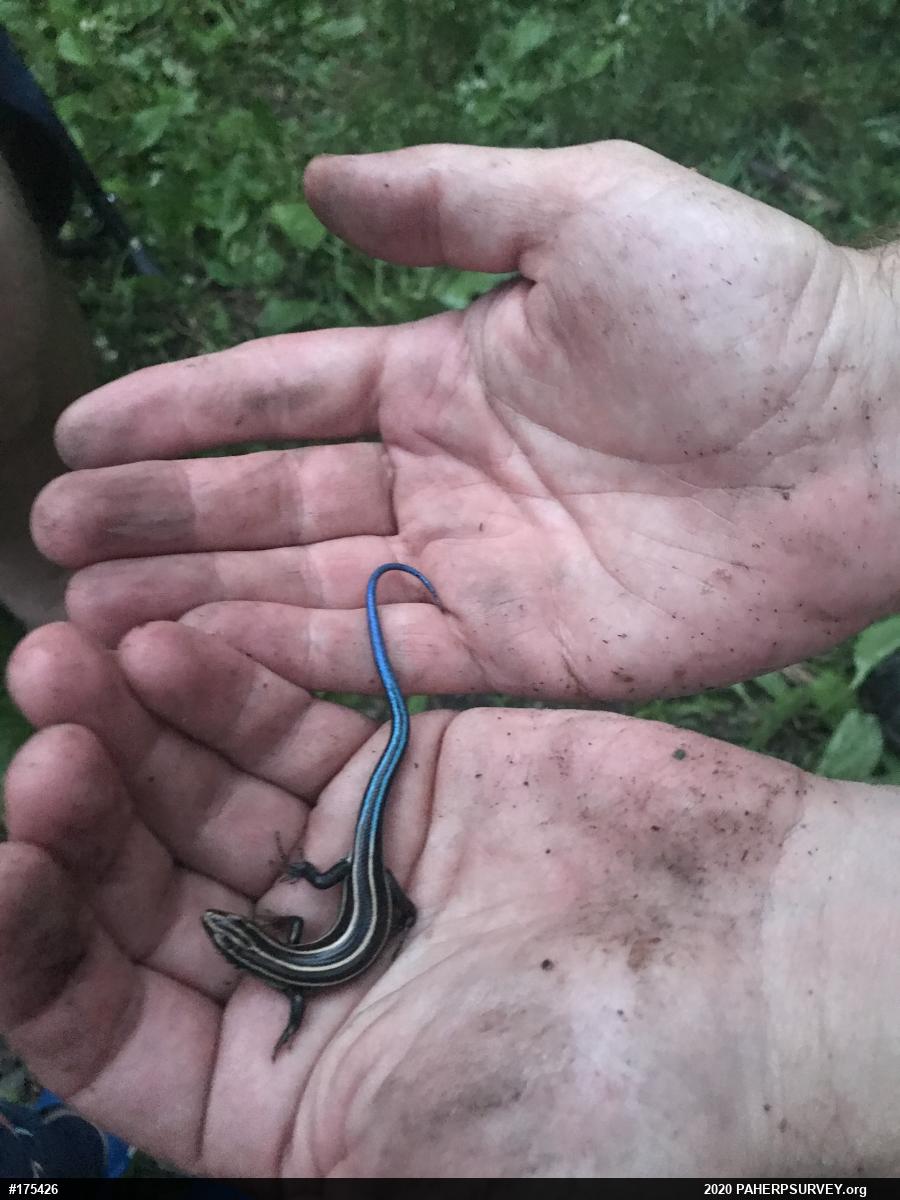 Common Five-lined Skink