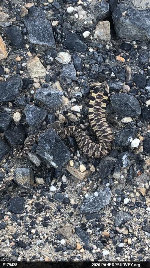 Eastern Hog-nosed Snake