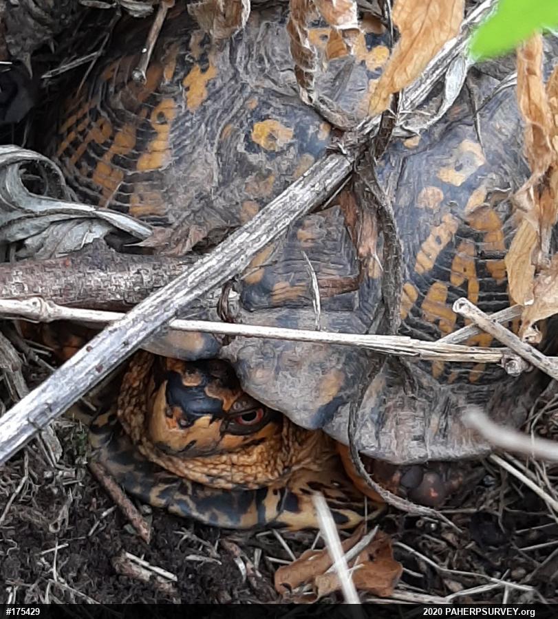 Eastern Box Turtle