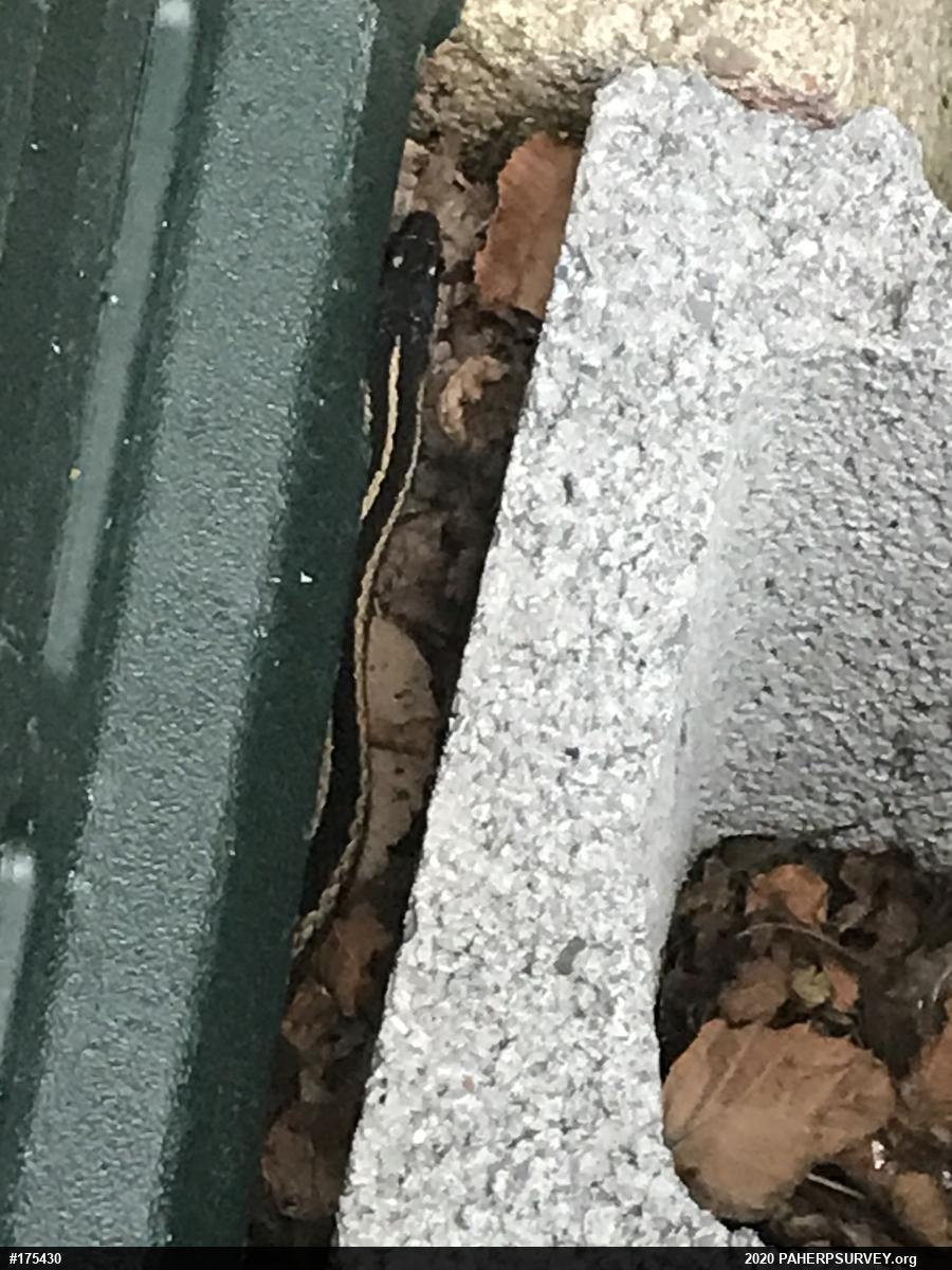 Eastern Gartersnake