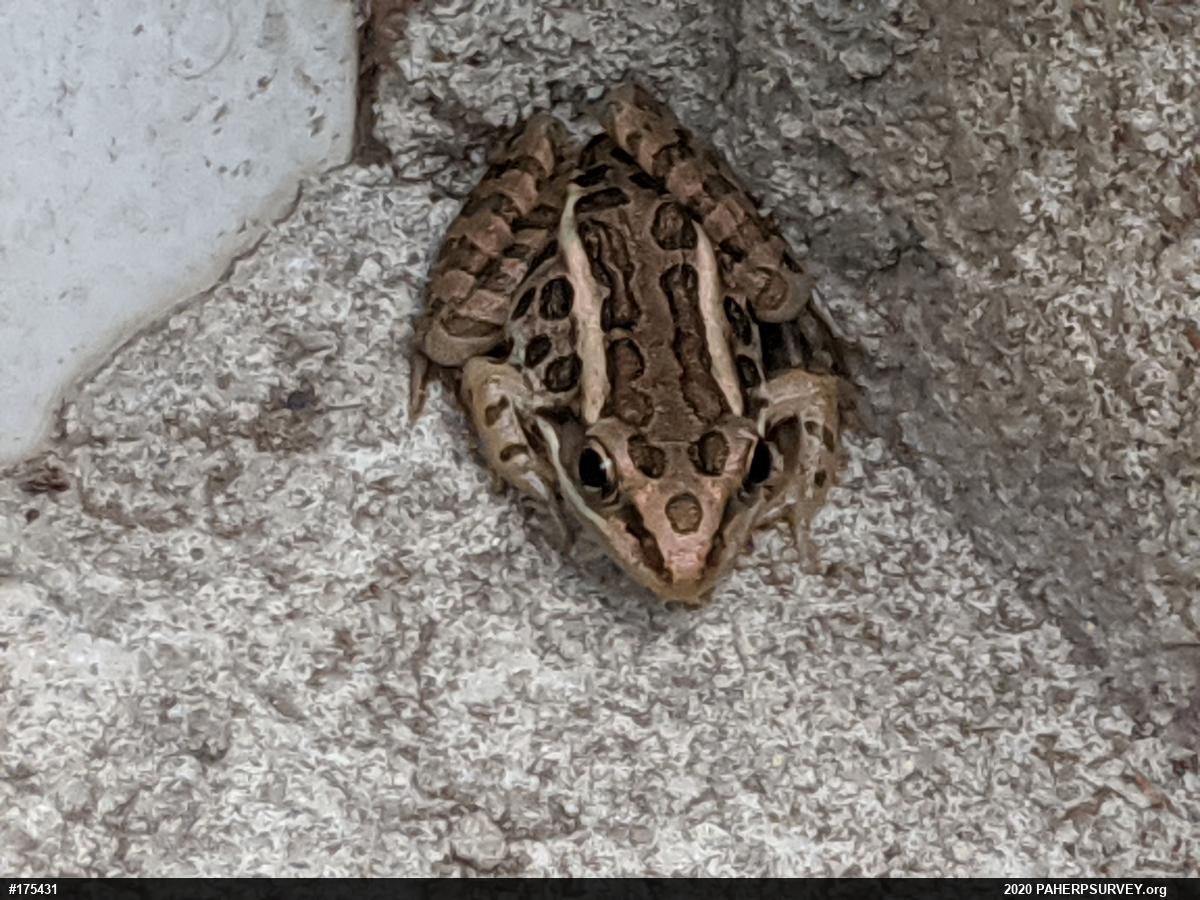 Pickerel Frog