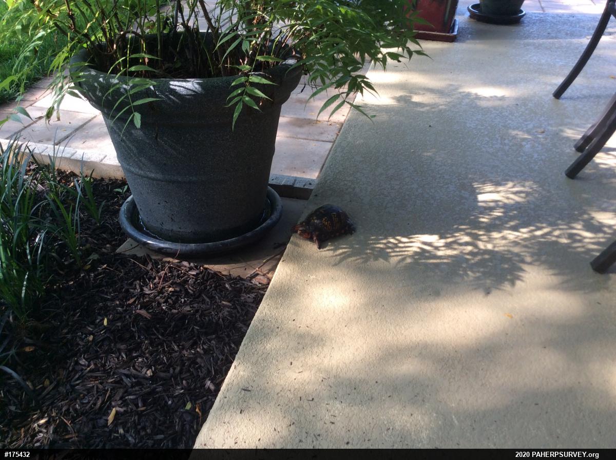 Eastern Box Turtle
