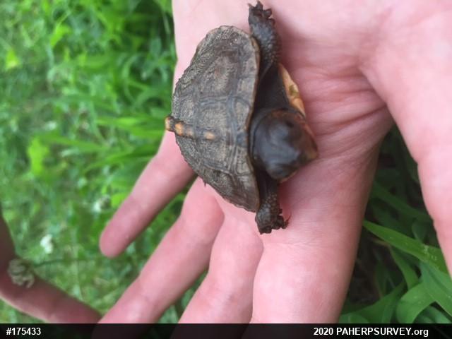 Eastern Box Turtle