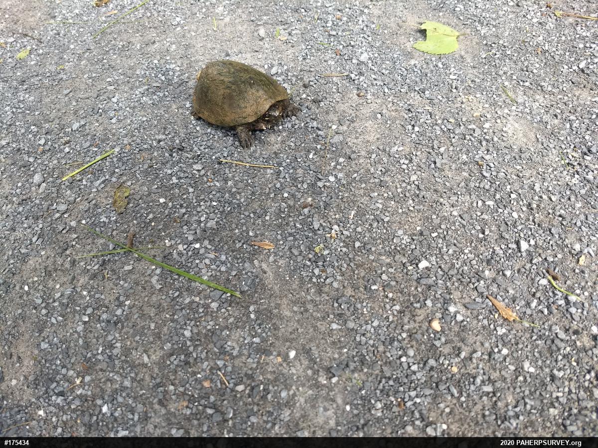 Eastern Musk Turtle