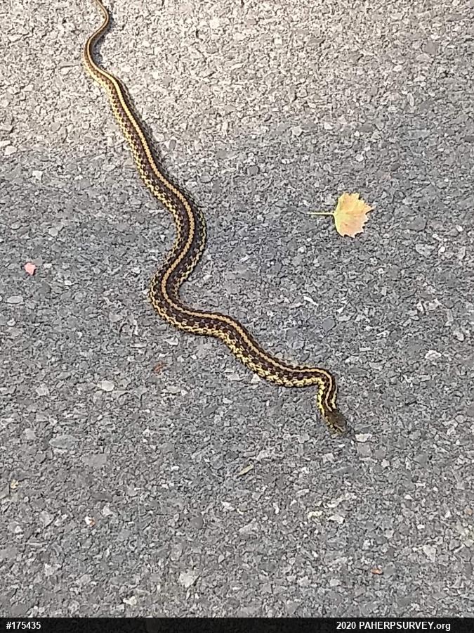 Eastern Gartersnake