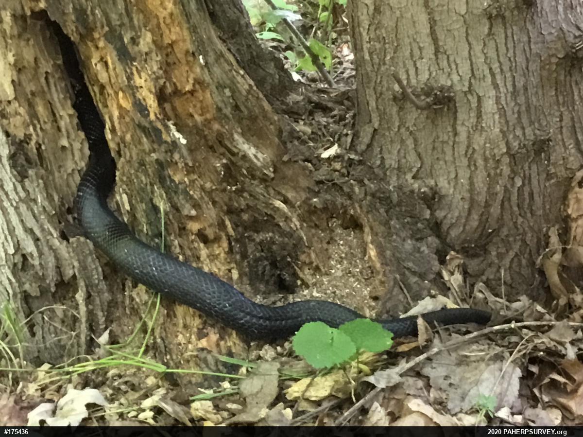 Eastern Ratsnake