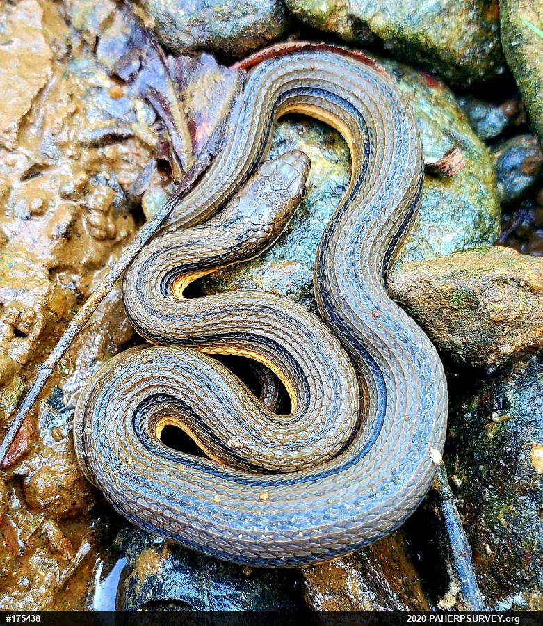 Queensnake
