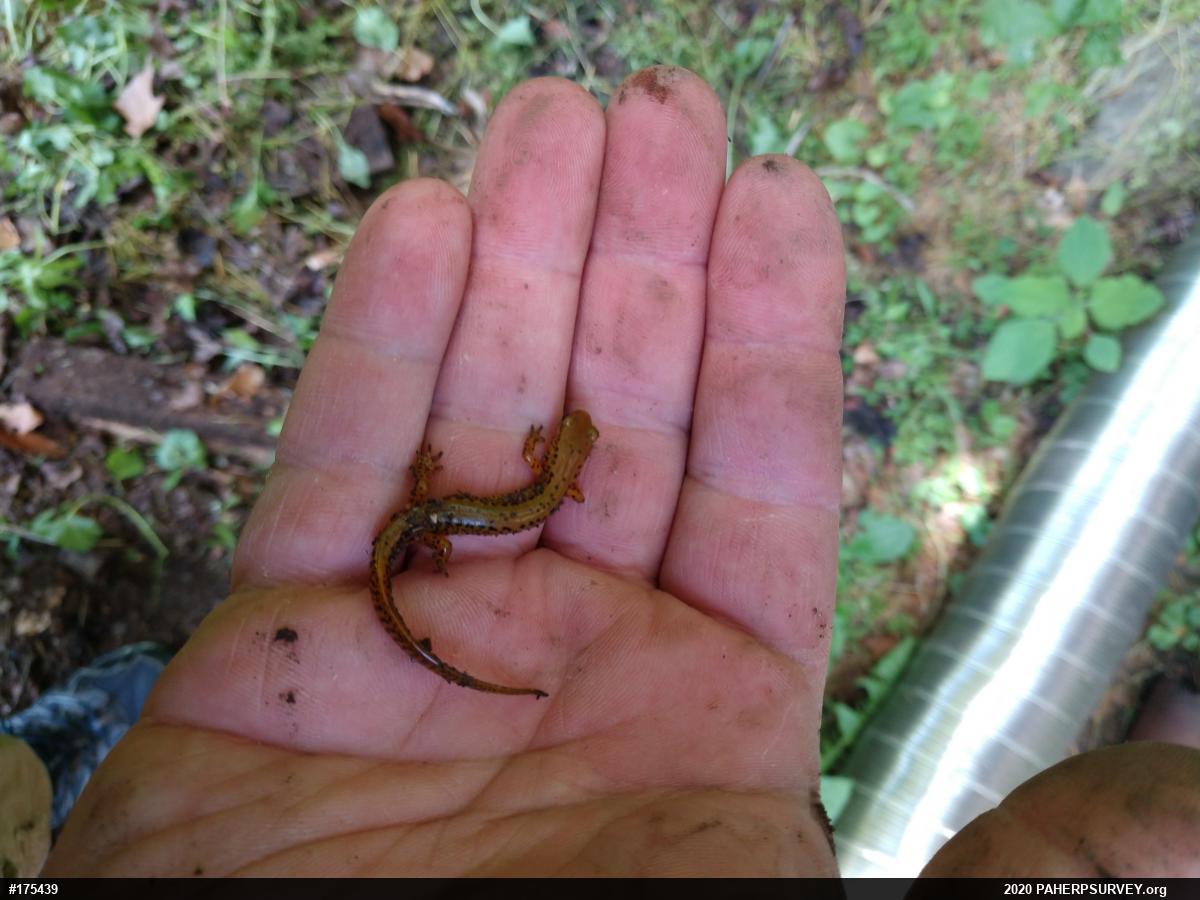Eastern Long-tailed Salamander