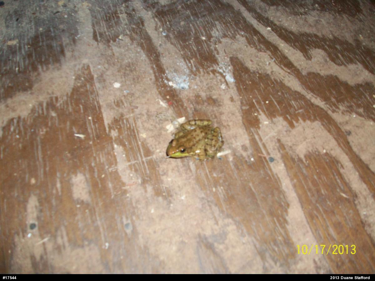 Green Frog