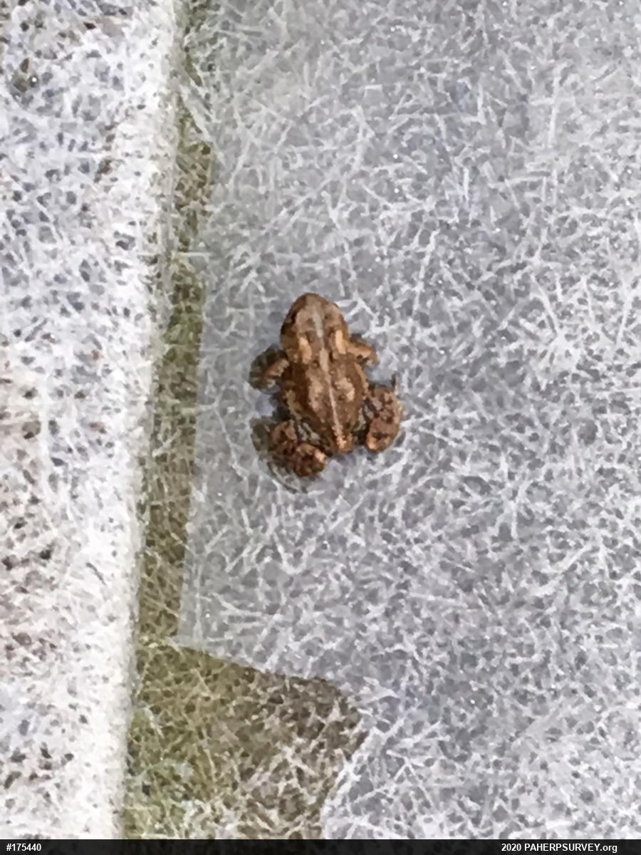 Eastern American Toad