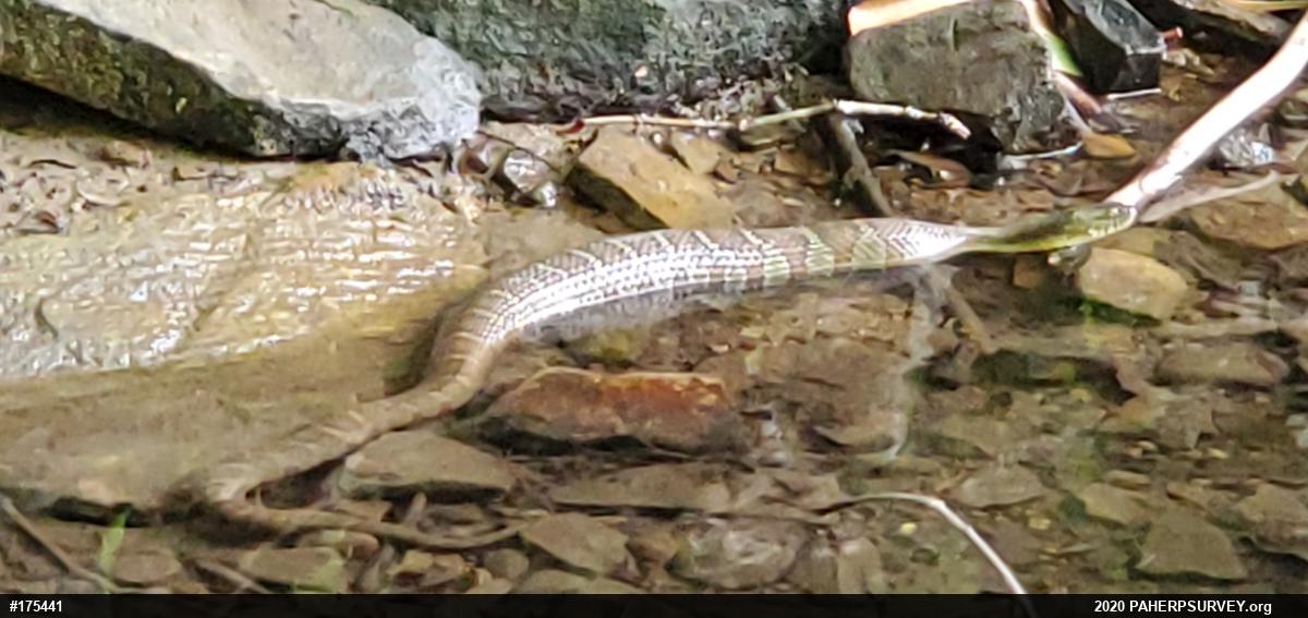 Northern Watersnake