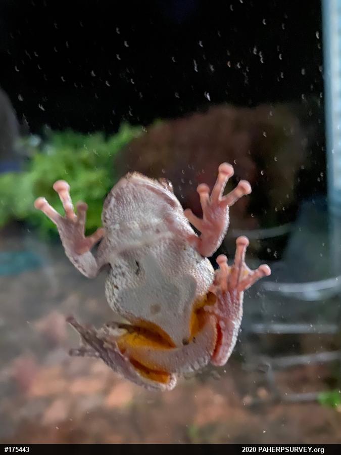 Unknown Gray Treefrog