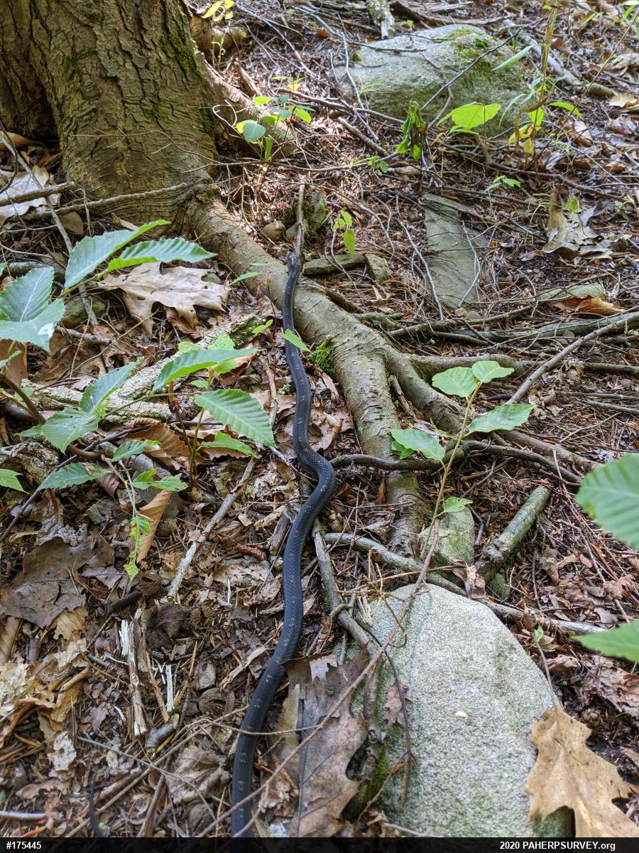 Eastern Ratsnake