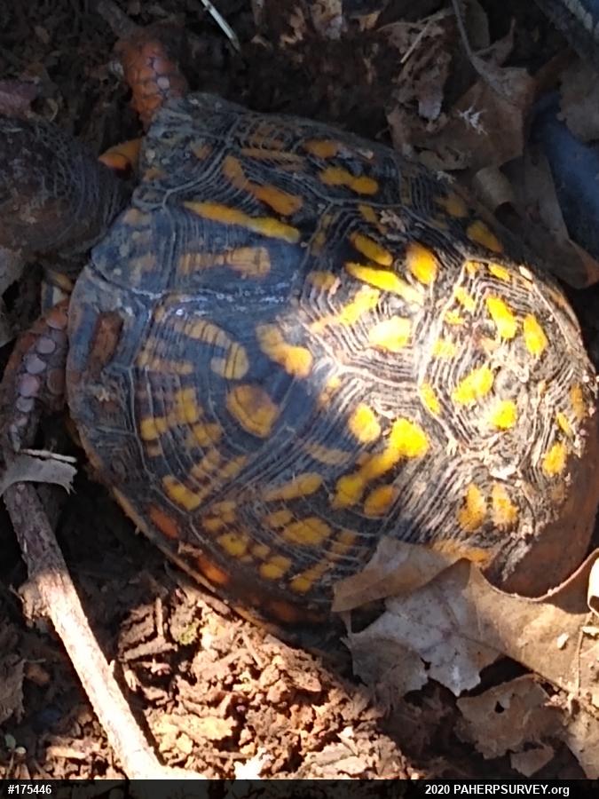 Eastern Box Turtle