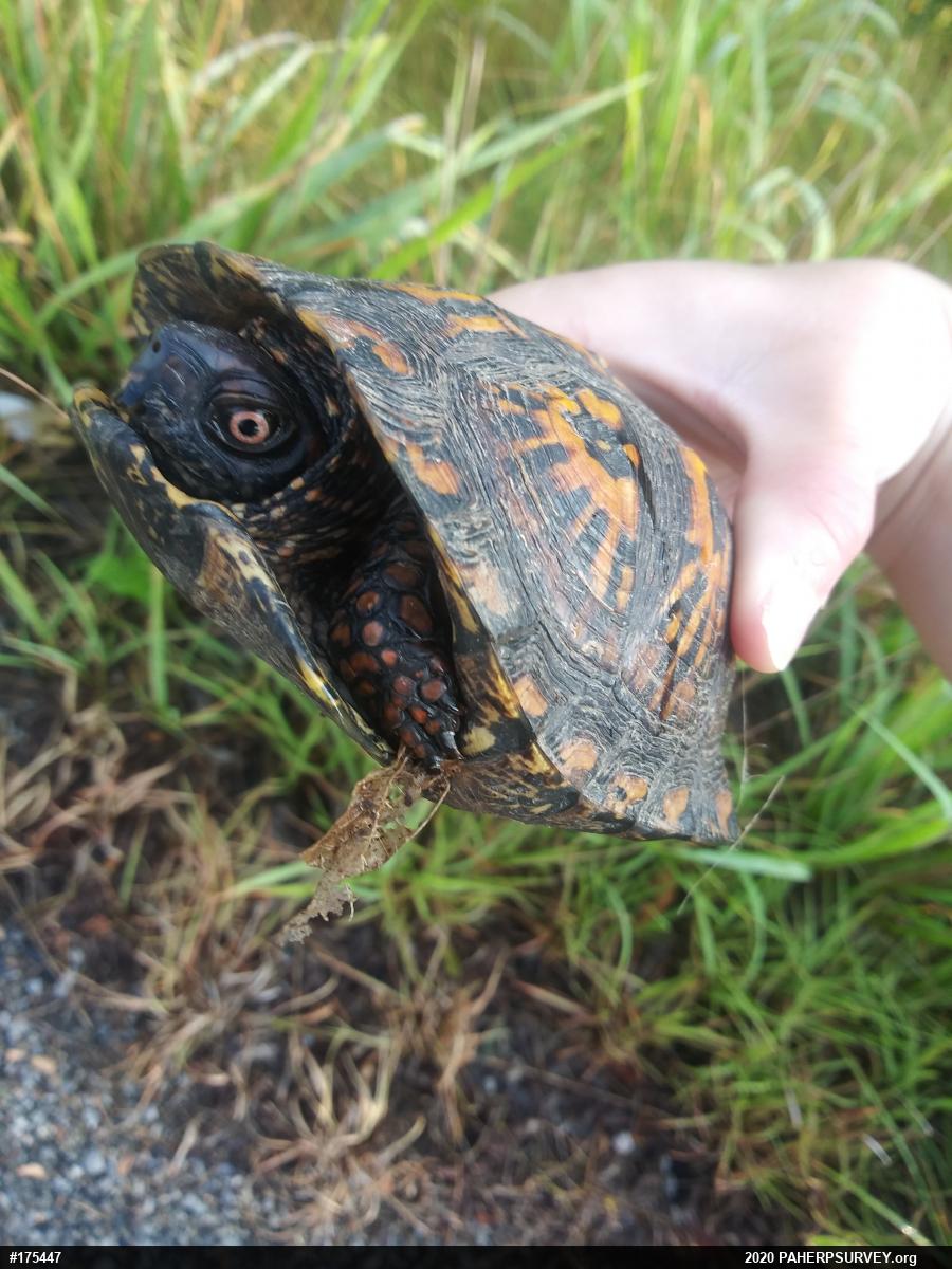 Eastern Box Turtle