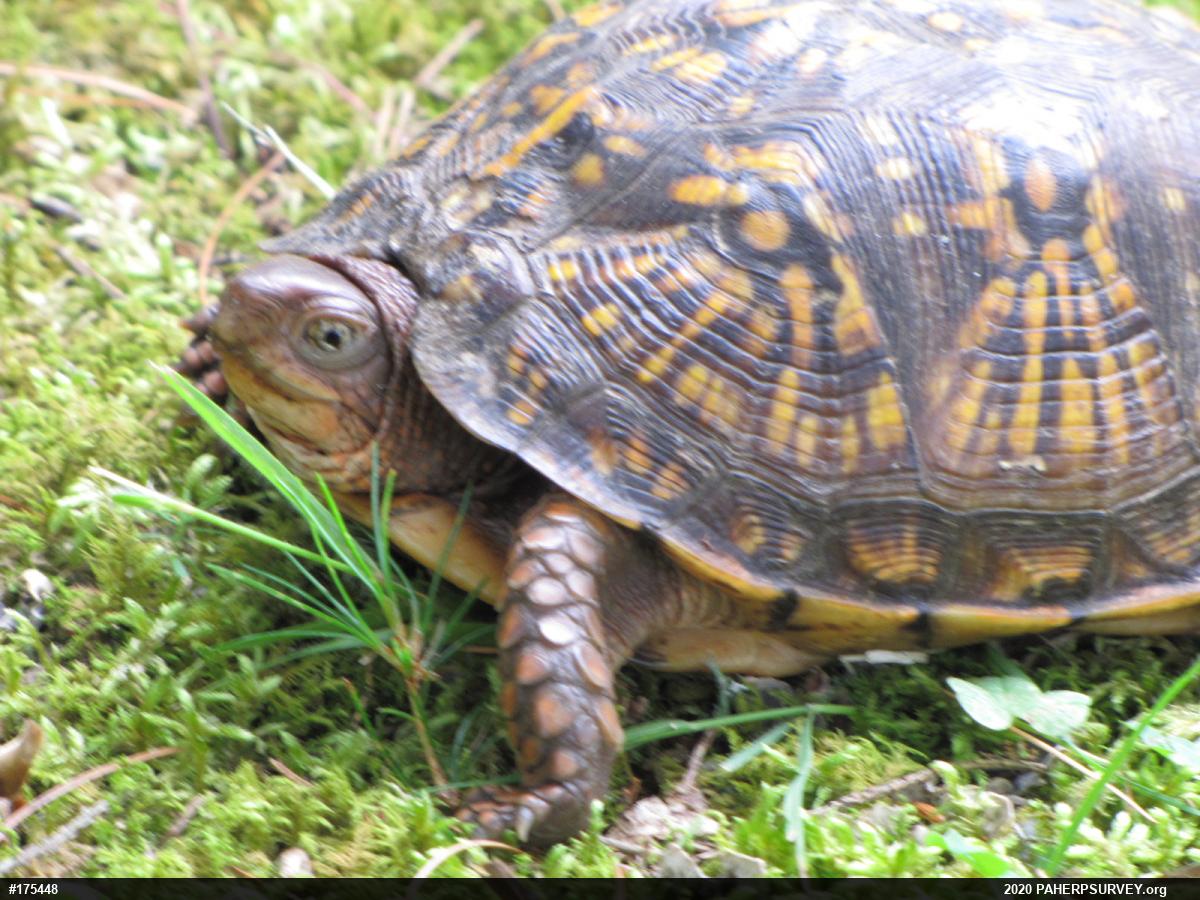 Eastern Box Turtle