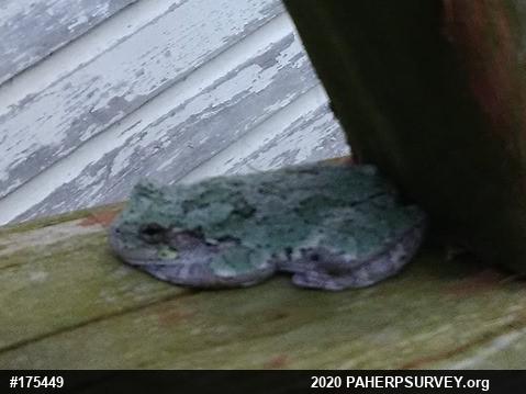 Unknown Gray Treefrog