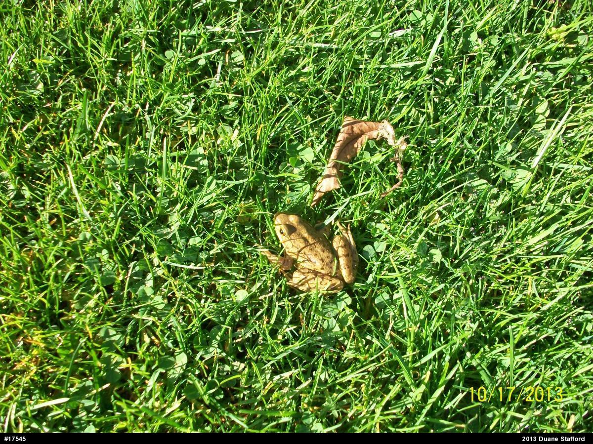 Green Frog