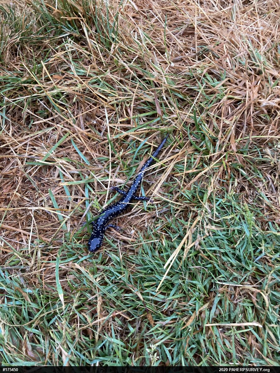 Northern Slimy Salamander
