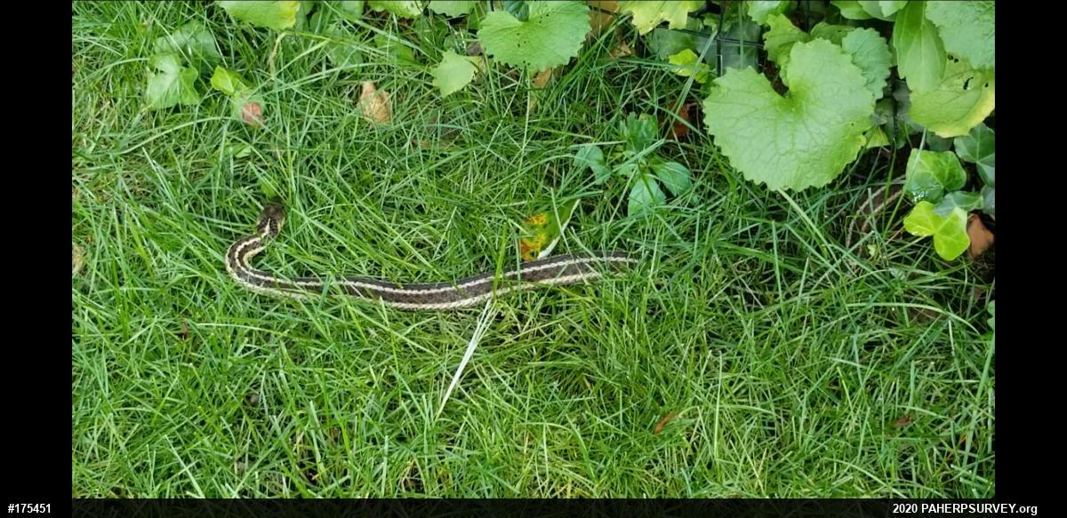 Eastern Gartersnake