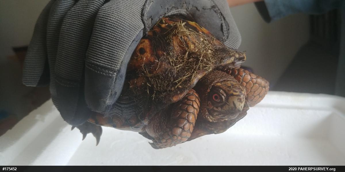 Eastern Box Turtle