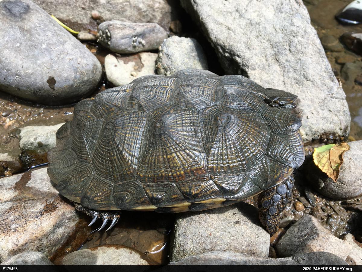 Wood Turtle