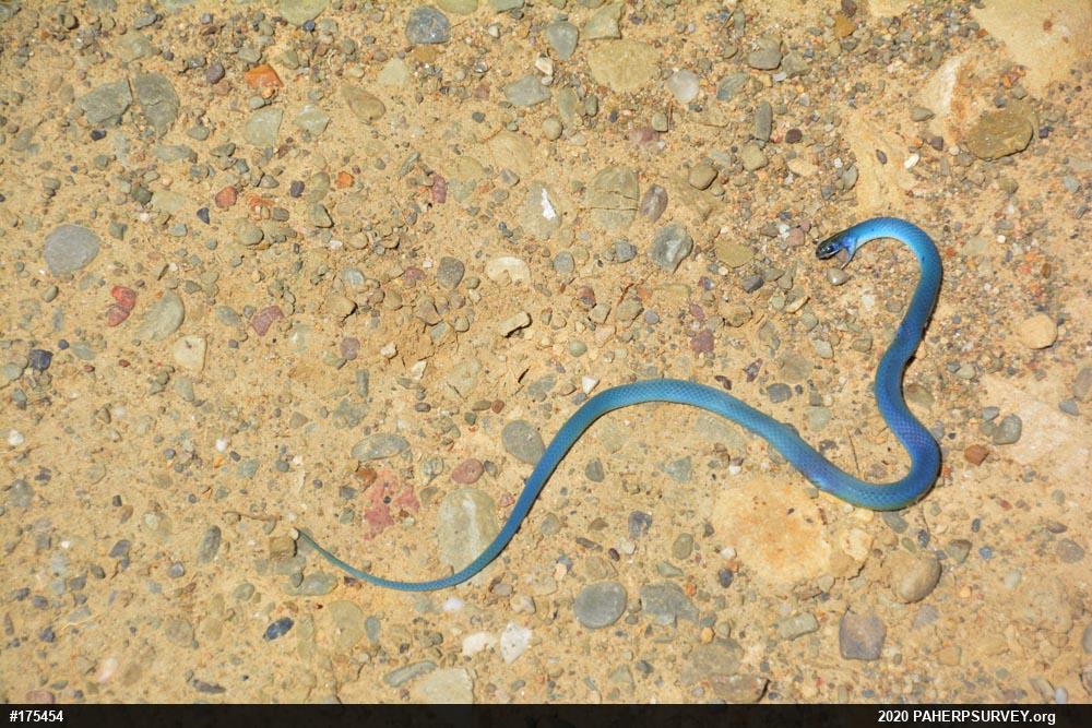 Smooth Greensnake