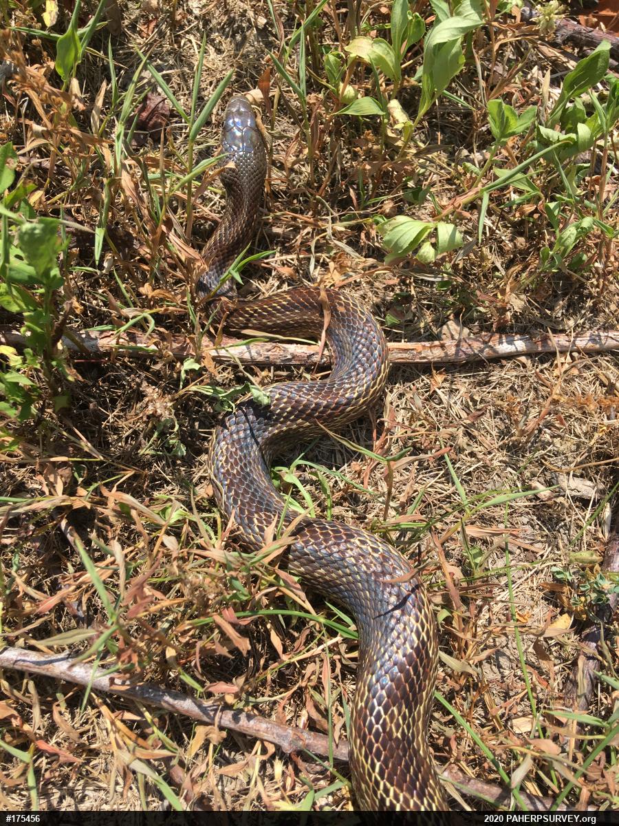 Eastern Ratsnake
