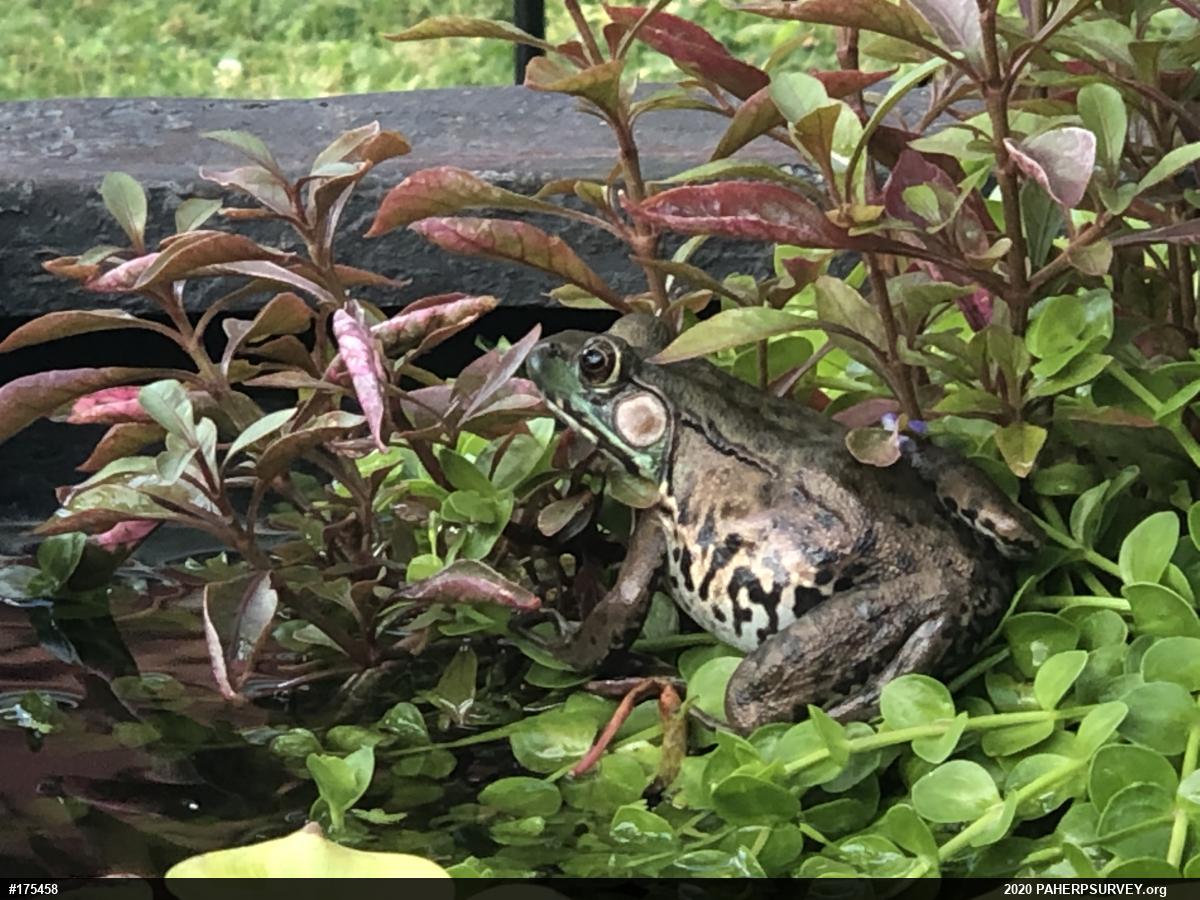 Green Frog