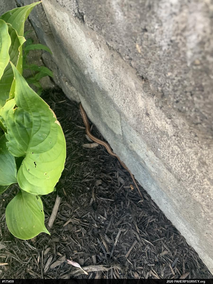 Dekay's Brownsnake