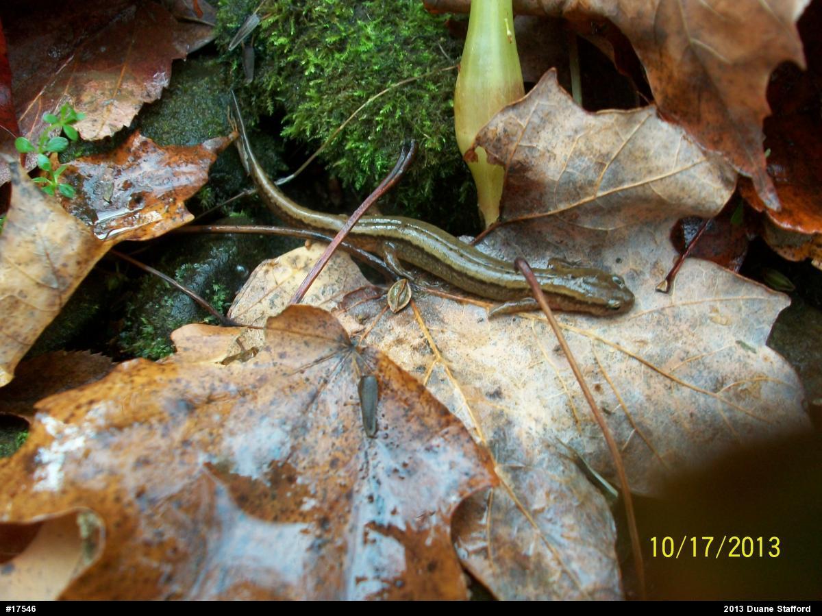 Northern Two-lined Salamander
