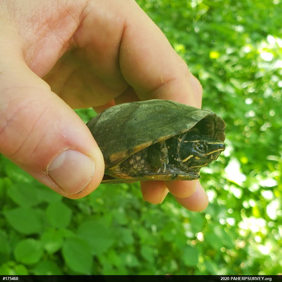 Eastern Musk Turtle