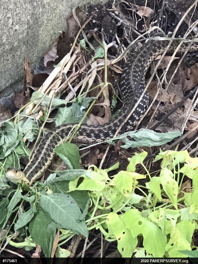 Eastern Gartersnake
