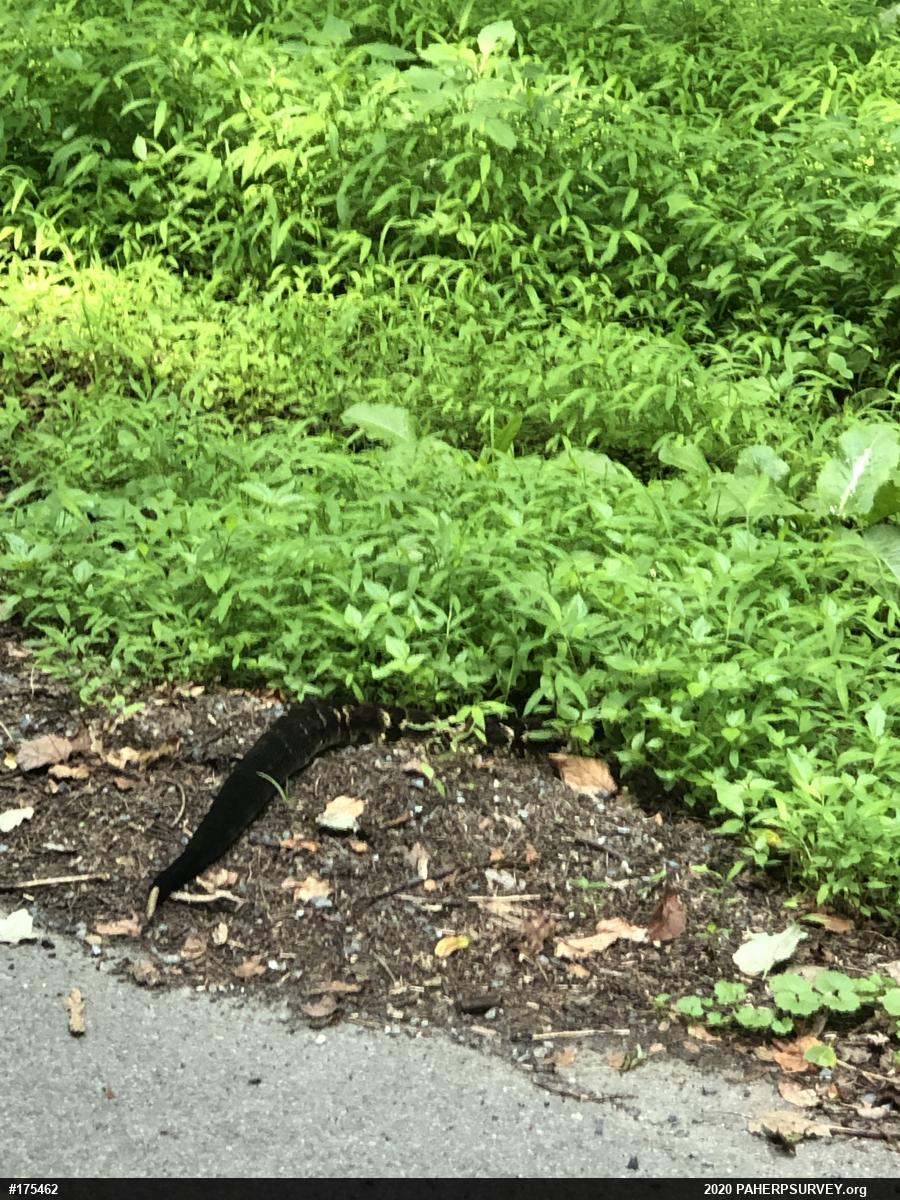 Timber Rattlesnake